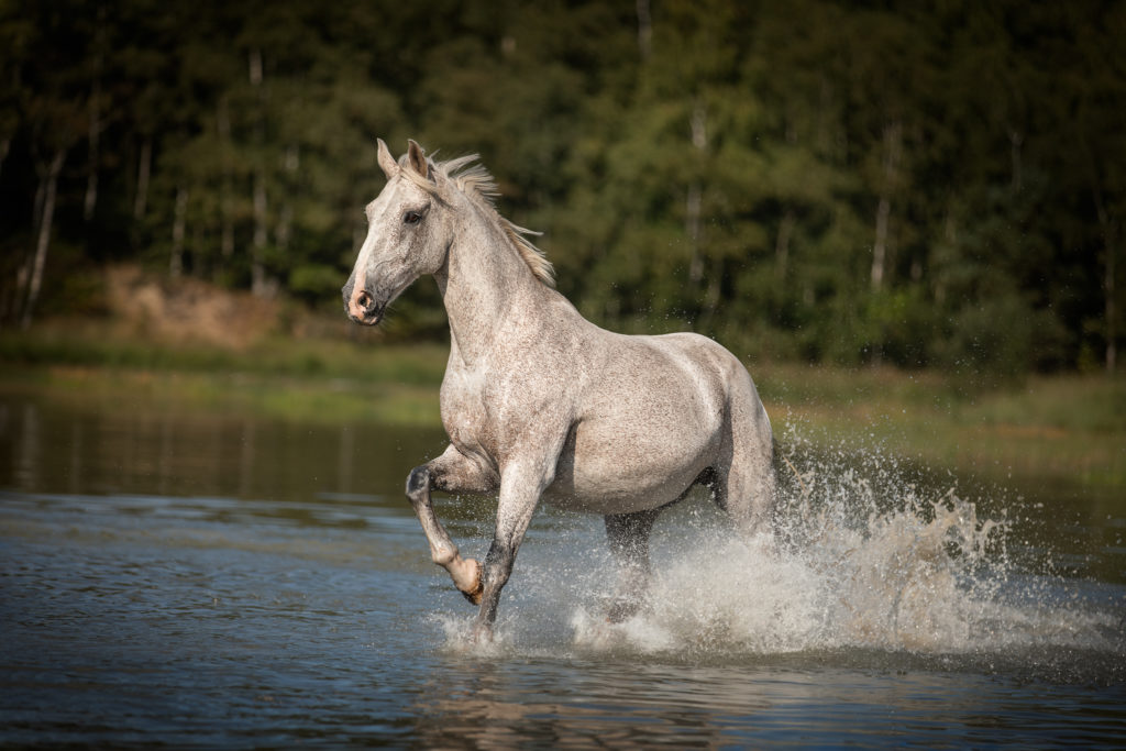 Portfolio paardenfotograaf, paardenfotografie tips
